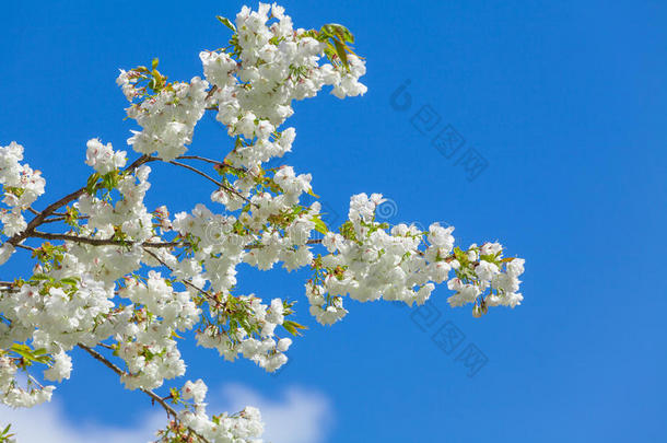 蓝天上盛开的树枝。 春天的花朵背景