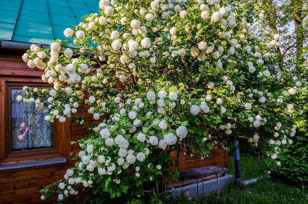 五福花科球小屋国家乡村