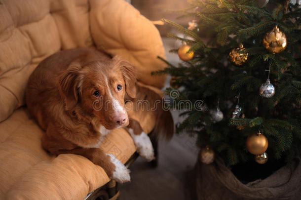 狗新斯科舍鸭收费猎犬。 圣诞节2017年，新年