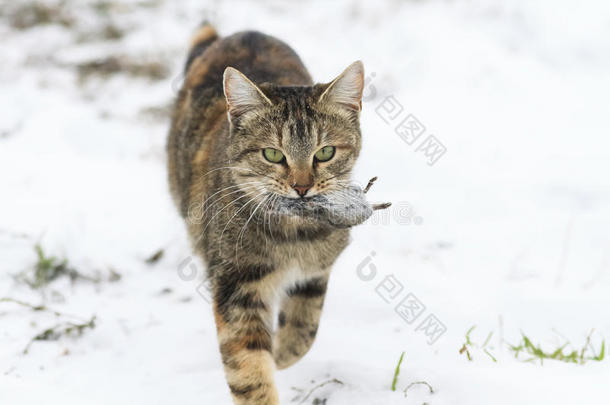 猫在雪地里行走，牙齿里有一只灰色的老鼠