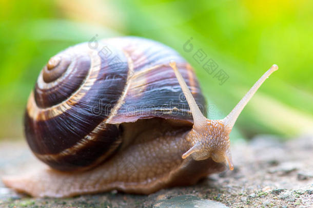 棕色长的大蜗牛圆壳，有条纹，长角爬行在石头的边缘