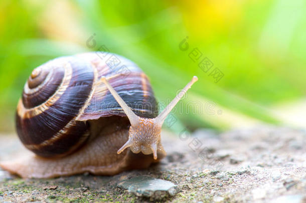 棕色长的大蜗牛圆壳，有条纹，长角爬行在石头的边缘