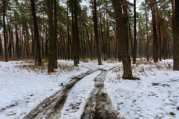 森林的道路和小径在森林里融化了