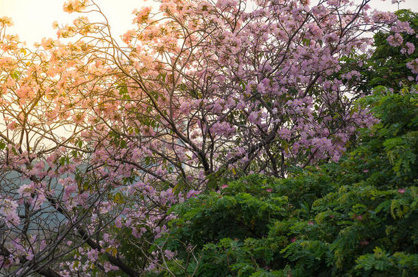 花（粉<strong>红色喇叭</strong>树）