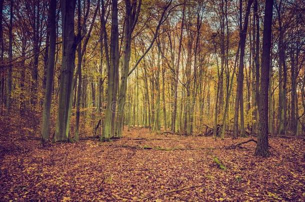秋天森林的复古颜色