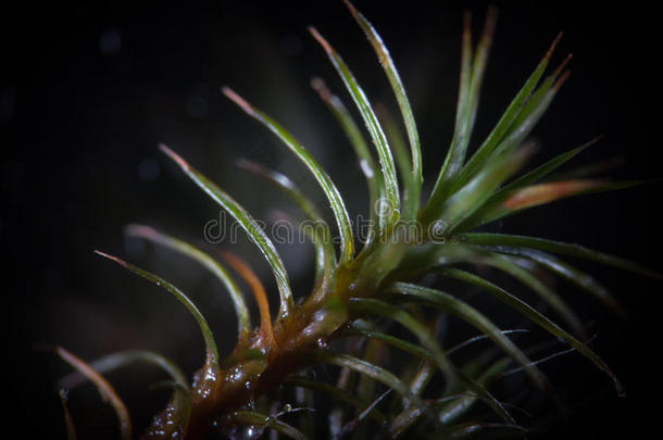 背景黑色植物学苔藓植物苔藓