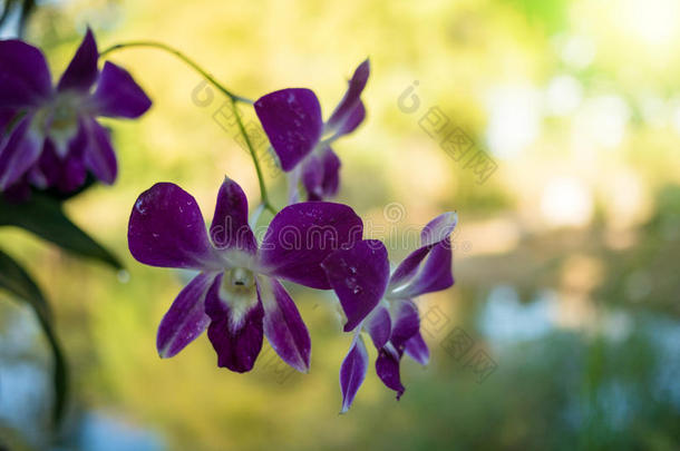 美丽的紫色树状兰花