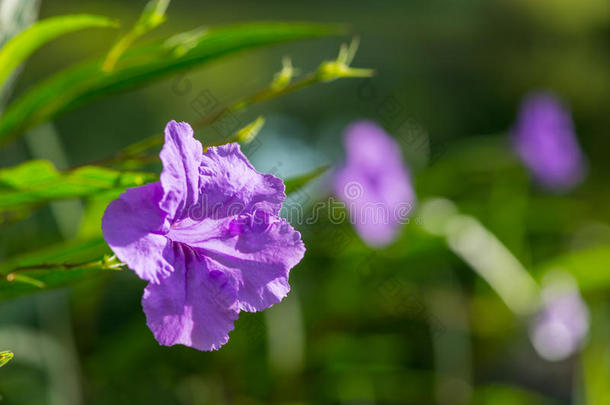 背景美女开花颜色<strong>根茎</strong>