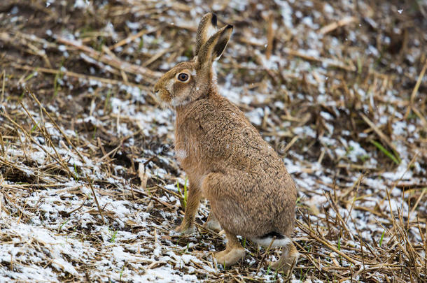 棕色野兔欧洲野兔，欧洲野兔