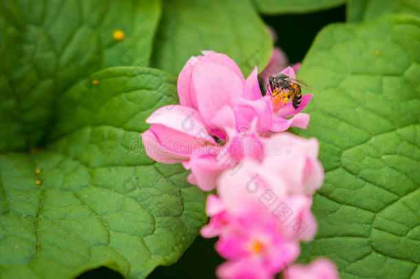 蜜蜂对抗原上钩虫花的花粉