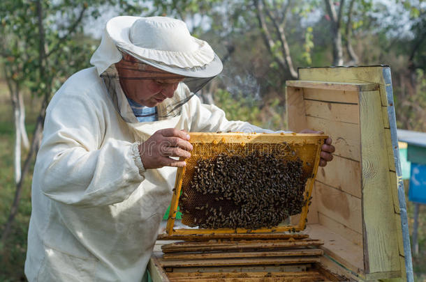 养蜂人正在养蜂场上的蜜蜂和<strong>蜂箱</strong>。