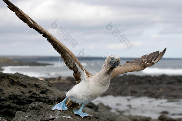 蓝脚饵雷<strong>起飞</strong>。 加拉帕戈斯群岛。 <strong>鸟</strong>。 厄瓜多尔。