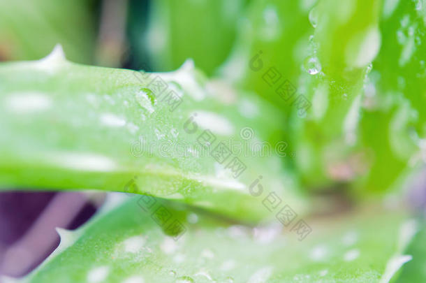 芦荟是从芦荟中提取的凝胶状物质