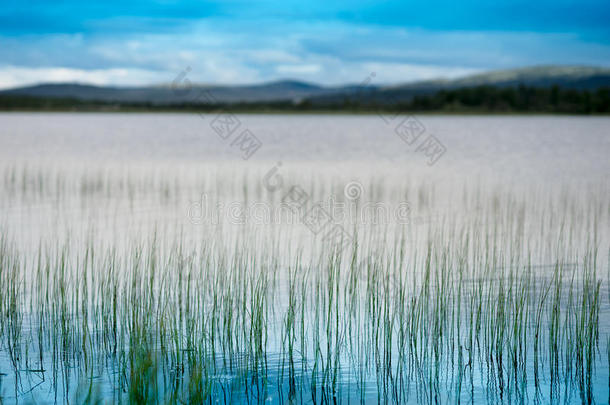 挪威湖景观背景<strong>中</strong>的<strong>草</strong>叶