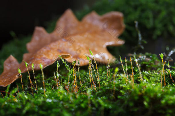 横坐标秋天棕色的苔藓植物特写镜头