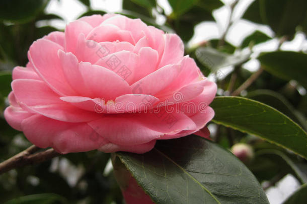 日本古代粉红色山茶花的品种，称为柞木