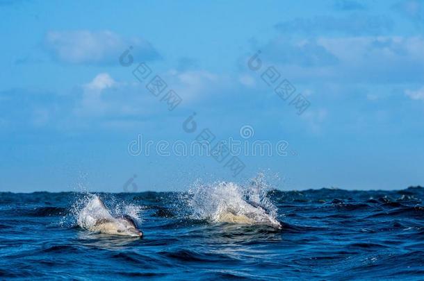 海豚，在海里游泳