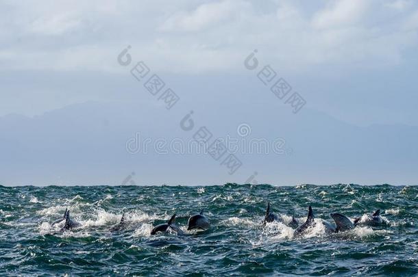 海豚，在海里游泳