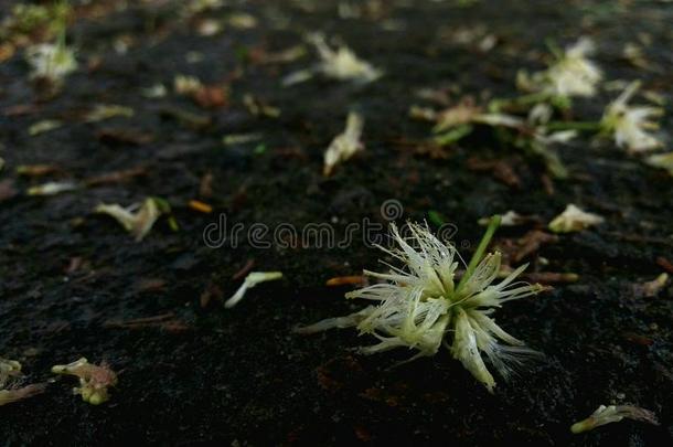 花雨多雨的季节街道