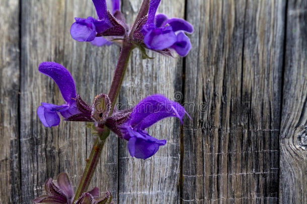 木板上精致的紫色花朵