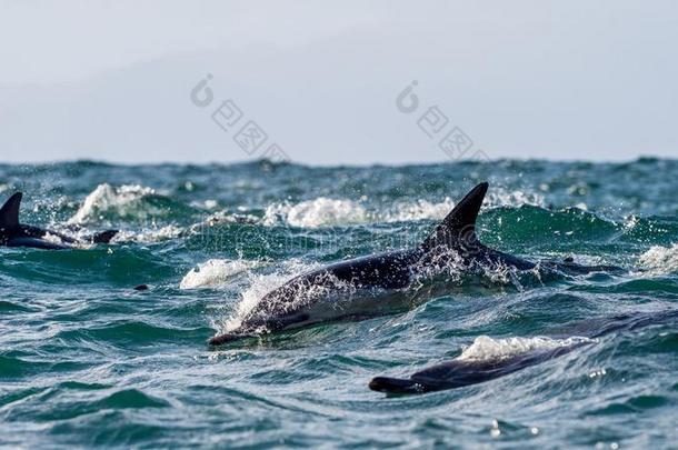 海豚，在海里游泳