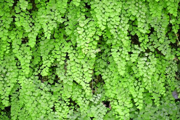 爬绿色植物观赏，爬绿色植物图片，爬树植物图像