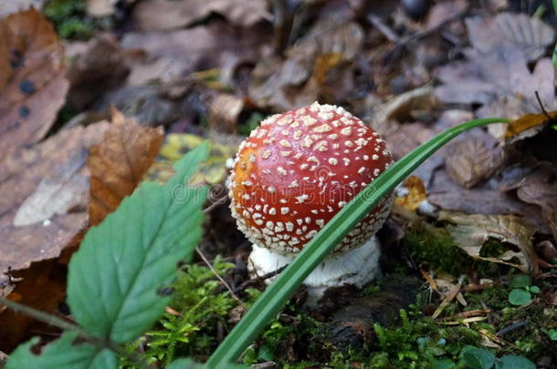 木耳木耳科菌类蘑菇背景