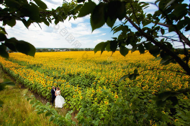一家人站在田野上的向日葵里