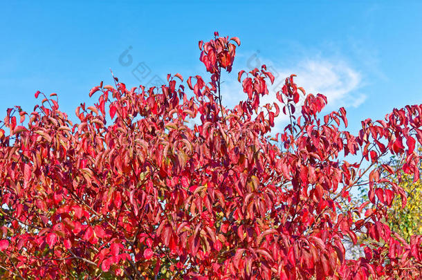 山<strong>茱萸</strong>属植物，秋季常见的<strong>茱萸</strong>