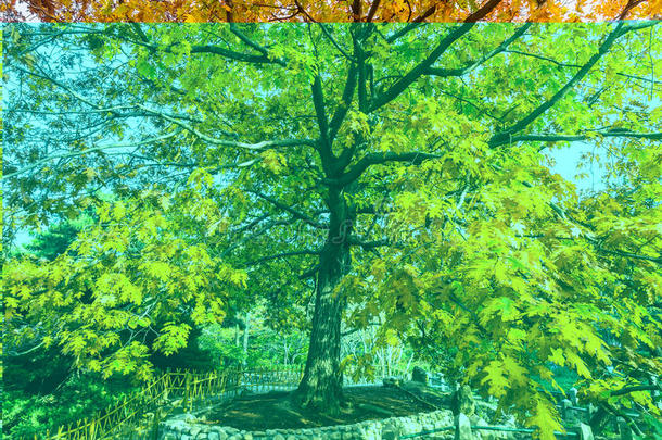 青岛<strong>中山公园</strong>秋天的金黄树