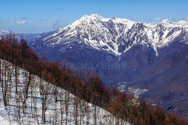 美丽的蓝天，白雪皑皑的高加索山，冬季风景优美，前景是光秃秃的树木