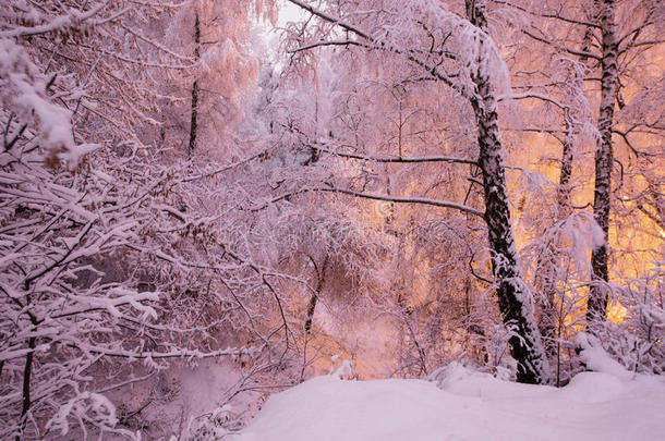 美丽的夜晚冬季森林在雪中。 冬天的时候。 大雪。