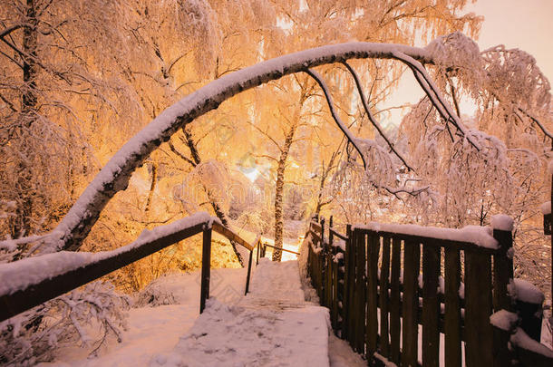 美丽的夜晚冬季森林在雪中。 冬天的时候。 大雪。