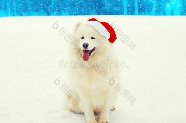 圣诞快乐的白色萨摩耶狗戴着红色的圣诞老人帽子，冬天坐在雪地上