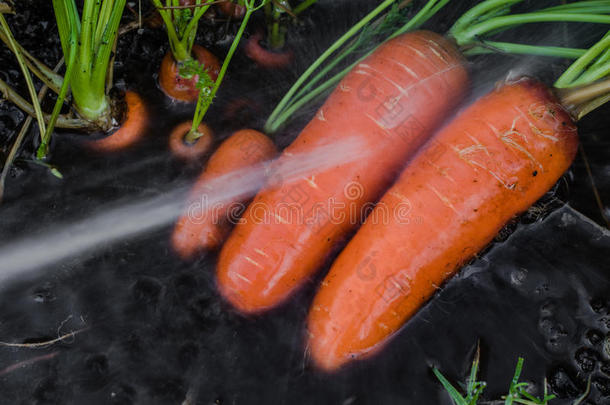 新鲜的<strong>有机</strong>胡萝卜从地上出来。 洗掉污垢。 <strong>有机</strong>园艺是最好的。