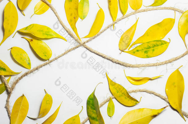 黄色和绿色叶子的组成，白色背景上粗糙的乡村绳子。