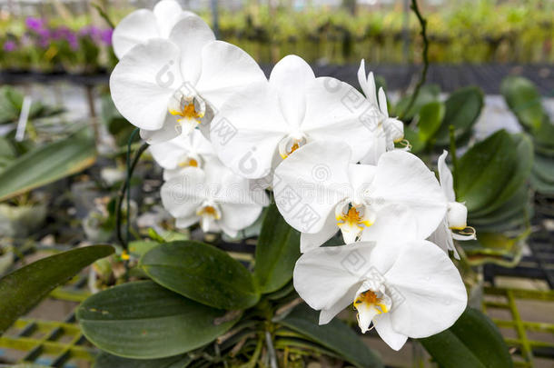 一朵巨大的白兰花的枝条。 美丽的花朵特写。 兰花花在兰花花园的树枝上。 泰国。