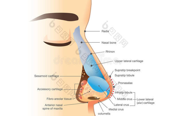 人体鼻子的解剖