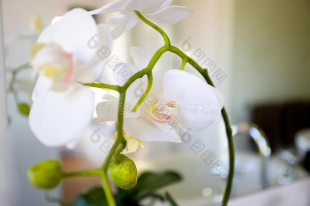 一朵绿色藤蔓的白花的特写