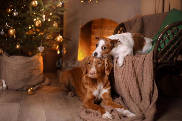 狗杰克罗素猎犬和狗新星斯科蒂亚鸭子收费猎犬。 新年快乐，圣诞节，宠物在房间里过圣诞节