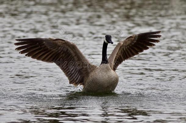 美丽的照片，一只<strong>可爱</strong>的加拿大大雁在湖上展示了它强壮的<strong>翅膀</strong>