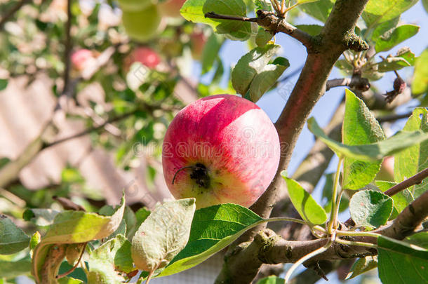 有红<strong>苹果</strong>的<strong>苹果</strong>树。 花园里的<strong>苹果</strong>树。 夏天的花园水果。 树上的绿色<strong>苹果</strong>。 收获<strong>苹果</strong>。 红色的