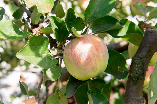 有<strong>红<strong>苹果</strong>的<strong>苹果</strong>树。 花园里的<strong>苹果</strong>树。 夏天的花园<strong>水果</strong>。 树上的绿色<strong>苹果</strong>。 收获<strong>苹果</strong>。 红色的