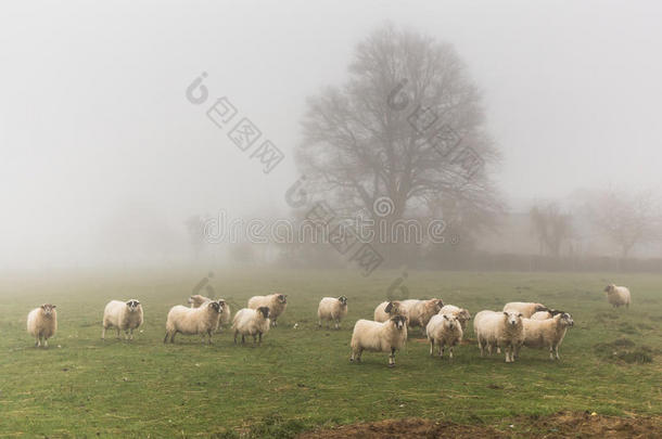 在<strong>雾天</strong>里一群羊