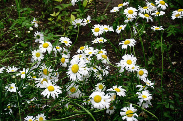 洋甘菊<strong>白花草</strong>甸