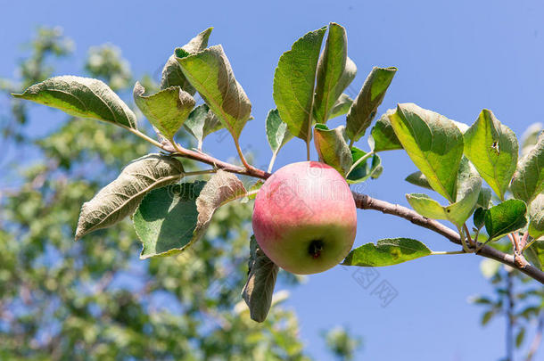 有红<strong>苹果</strong>的<strong>苹果</strong>树。 花园里的<strong>苹果</strong>树。 夏天的花园水果。 树上的绿色<strong>苹果</strong>。 收获<strong>苹果</strong>。 红色的