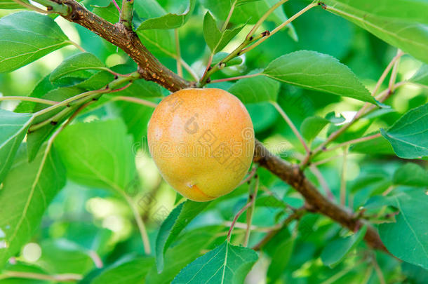 杏园。夏季花园水果。树上成熟的杏子。杏树丰收。晴天花园里的黄杏。