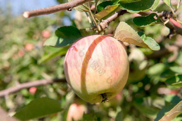 有红<strong>苹果</strong>的<strong>苹果</strong>树。 花园里的<strong>苹果</strong>树。 夏天的花园水果。 树上的绿色<strong>苹果</strong>。 收获<strong>苹果</strong>。 红色的