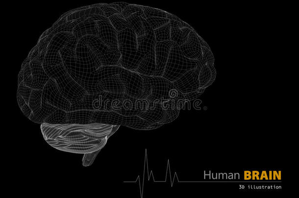 解剖生物学身体脑小脑