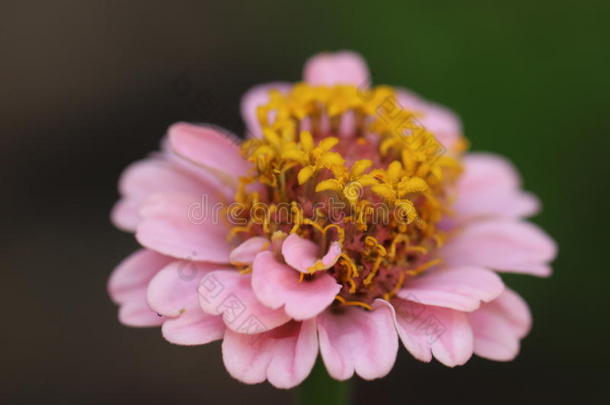 有粉红色花瓣和黄色内部的花。